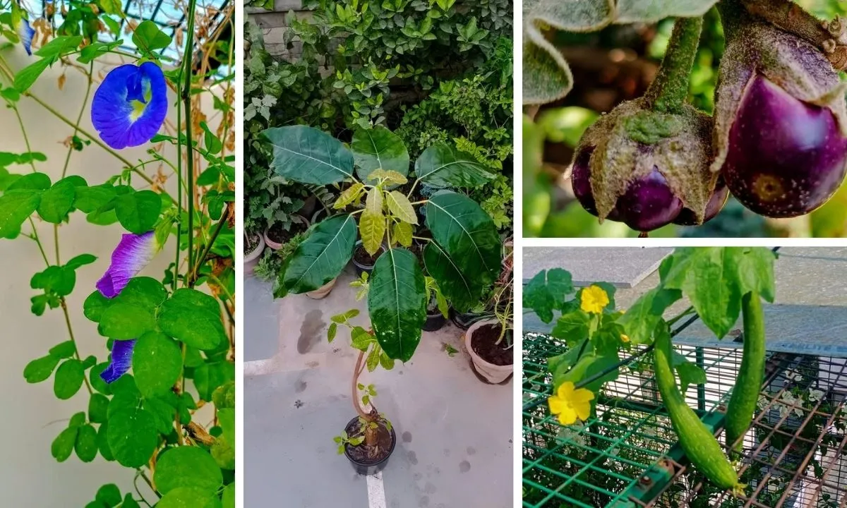 Terrace Garden in Delhi