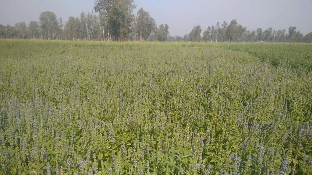 Chia Seeds Farming