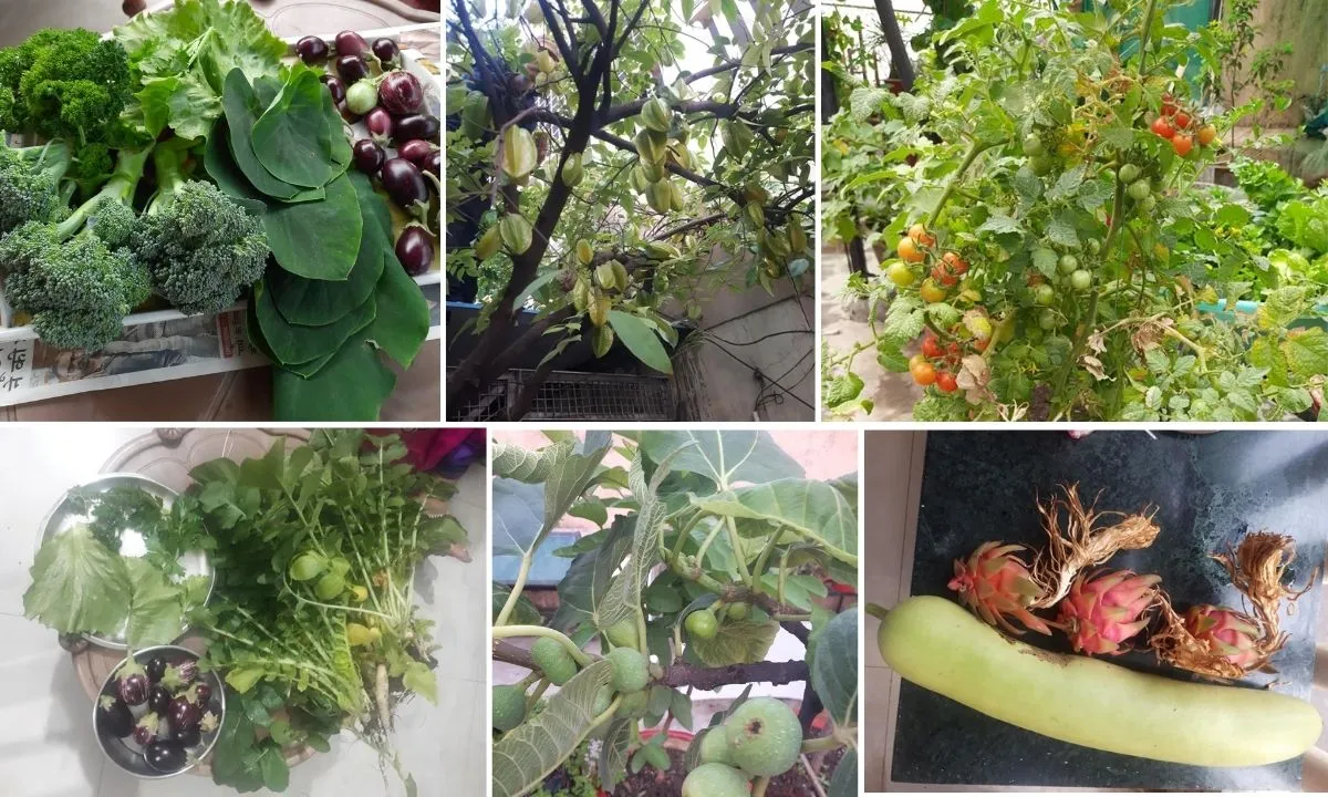 Growing Your Own Food