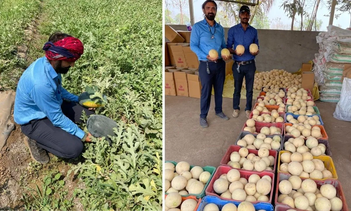 muskmelon farming