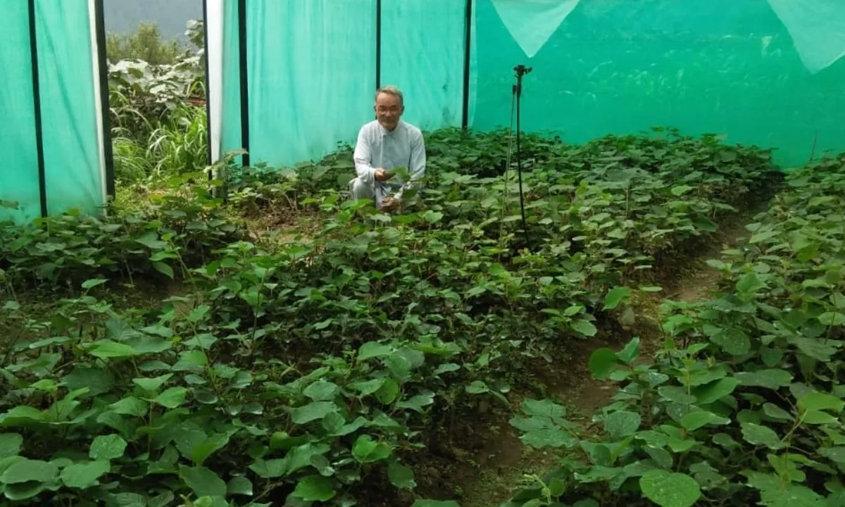 Kiwi Farming