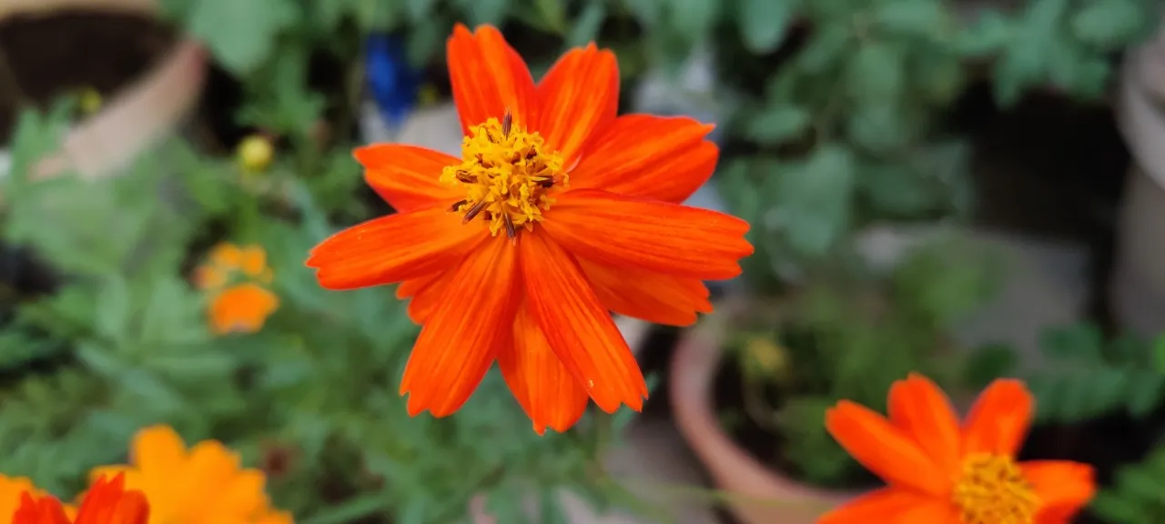 Cosmos Orange