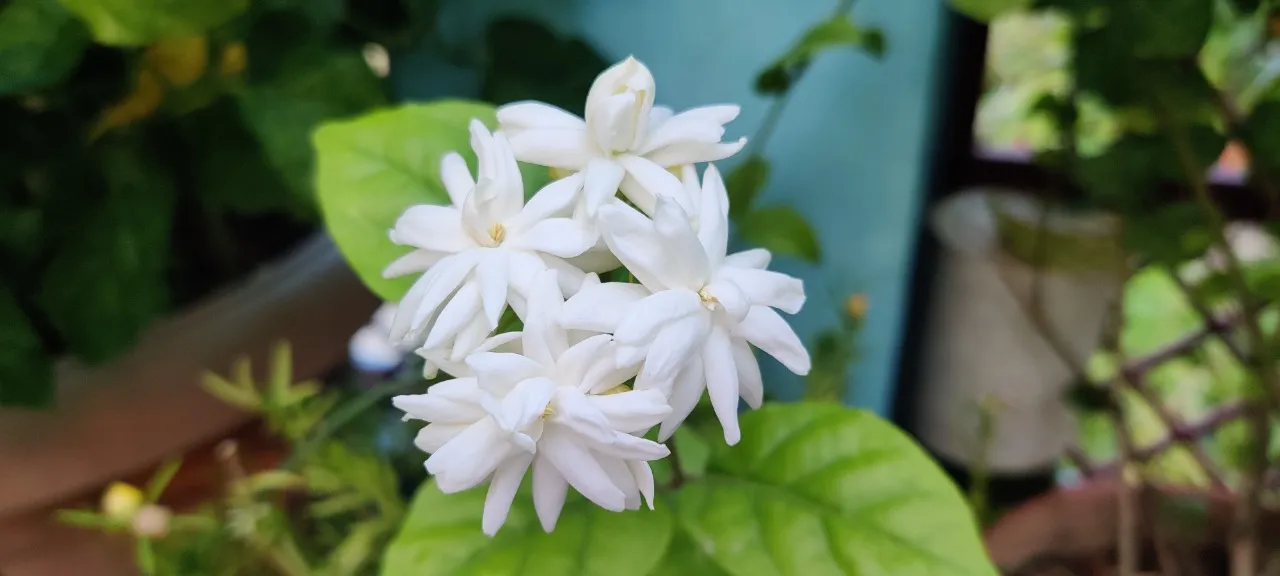 Summer Flowering Plants