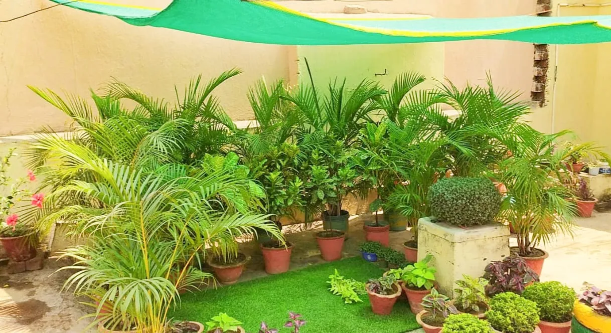 Grow plants from cutting