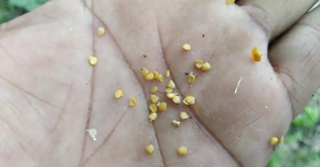 seed of ashwagandha 