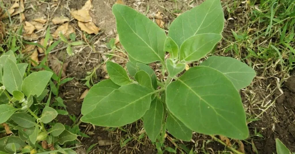 अश्वगंधा