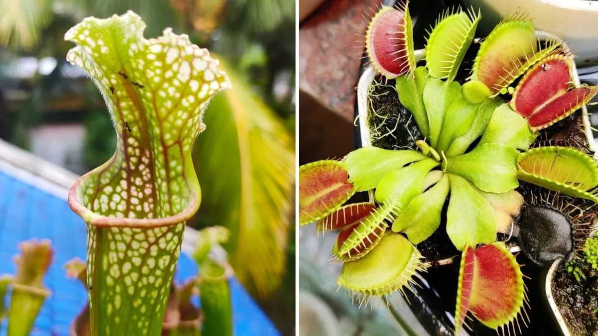 Carnivorous Plants 