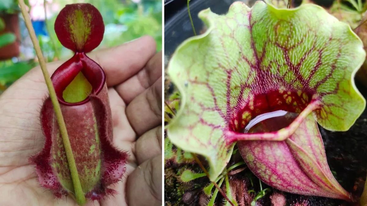 Carnivorous Plants Gardening 