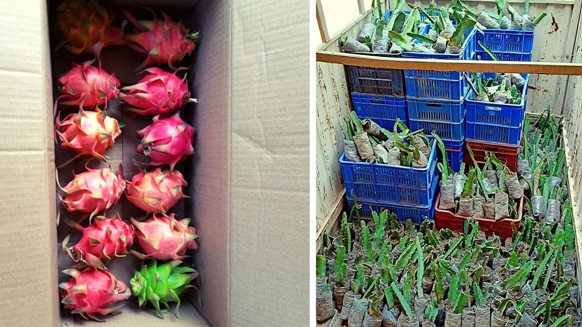 Dragon Fruit Farmer