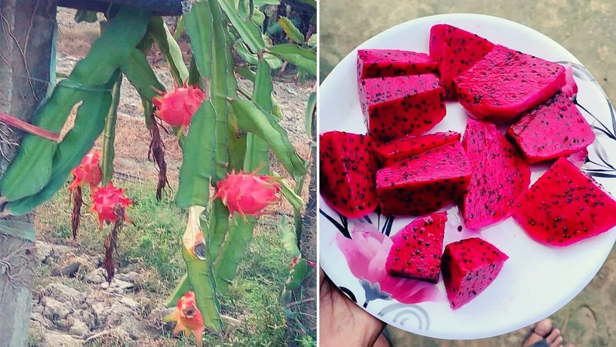 Dragon Fruit Ki Kheti