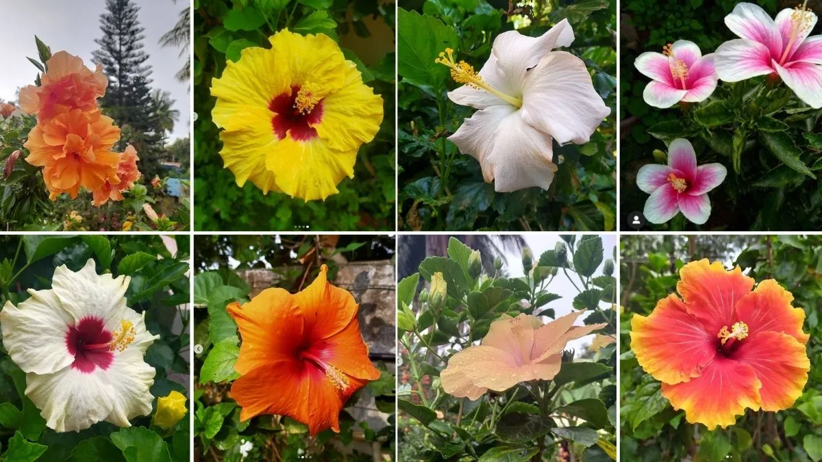 Urban Gardening in Bengaluru