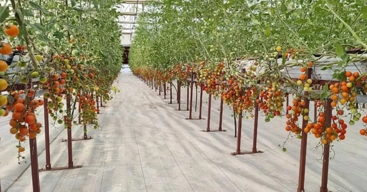 Hydroponic Farming Startup