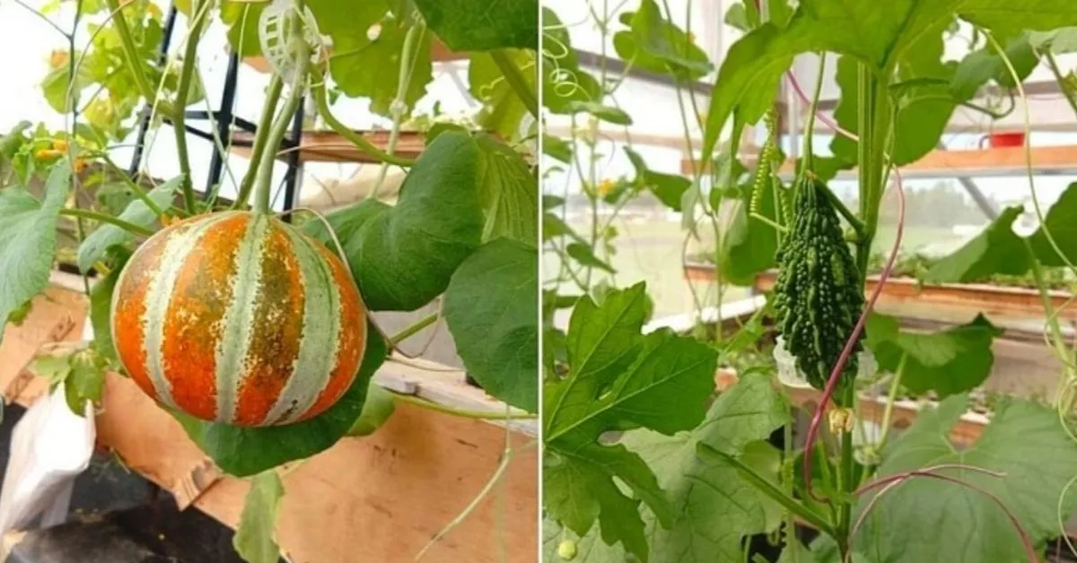 Hydroponic Farming Startup