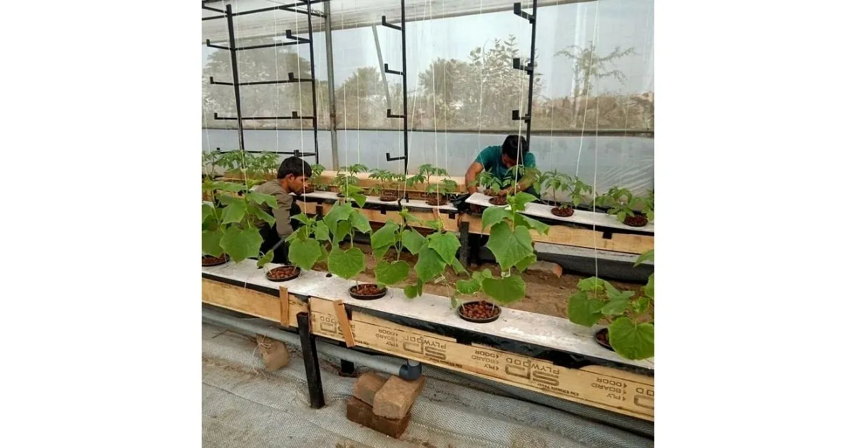 Hydroponic Farming Startup
