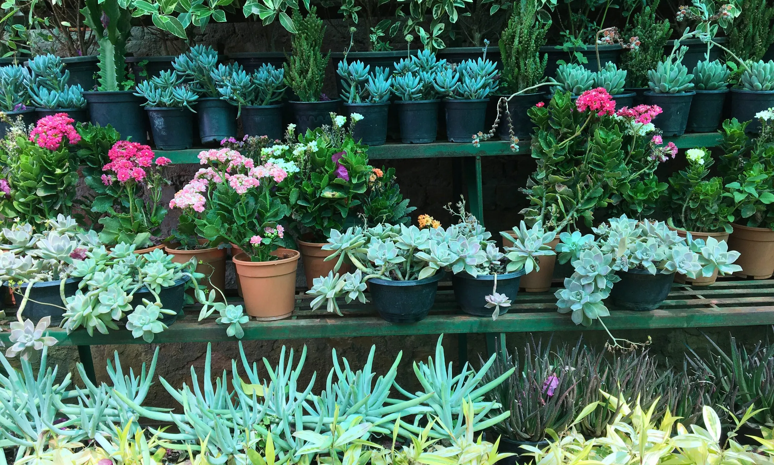 How to Grow Succulents