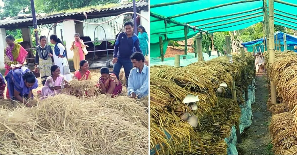 Mushroom Farming Business