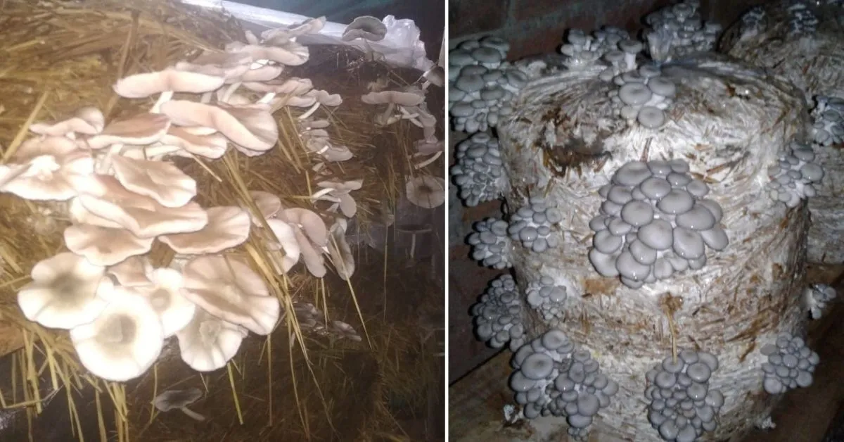 Mushroom Farming Business
