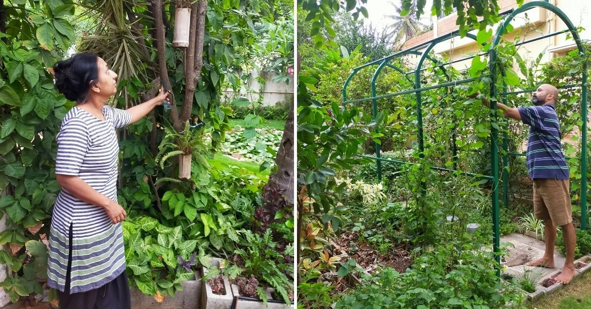 House Garden 