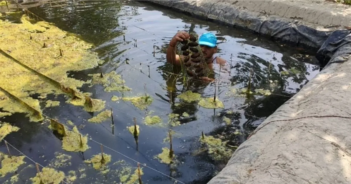 Pearl Farming Training