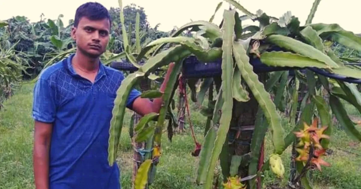 Dragon Fruit Ki Kheti