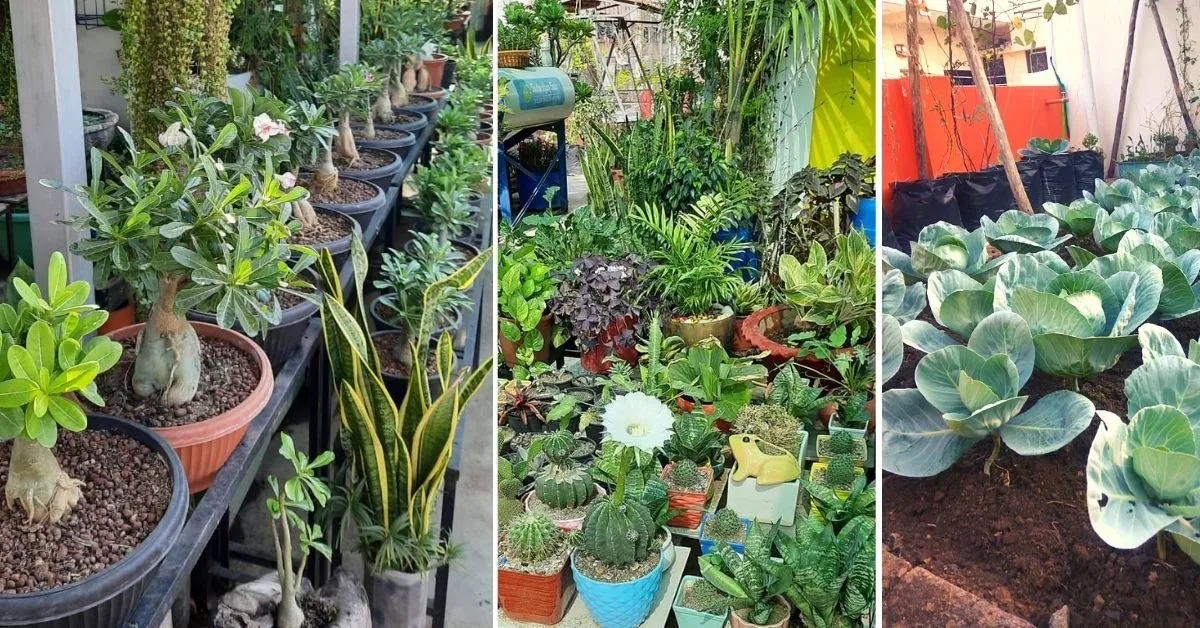 Terrace Garden in Nagpur