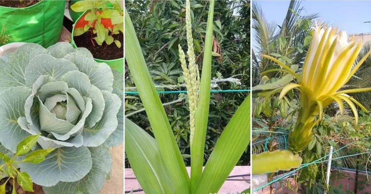 Terrace Gardening In Chennai