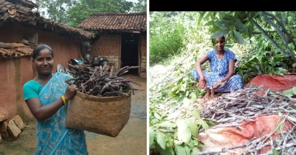 lac farming