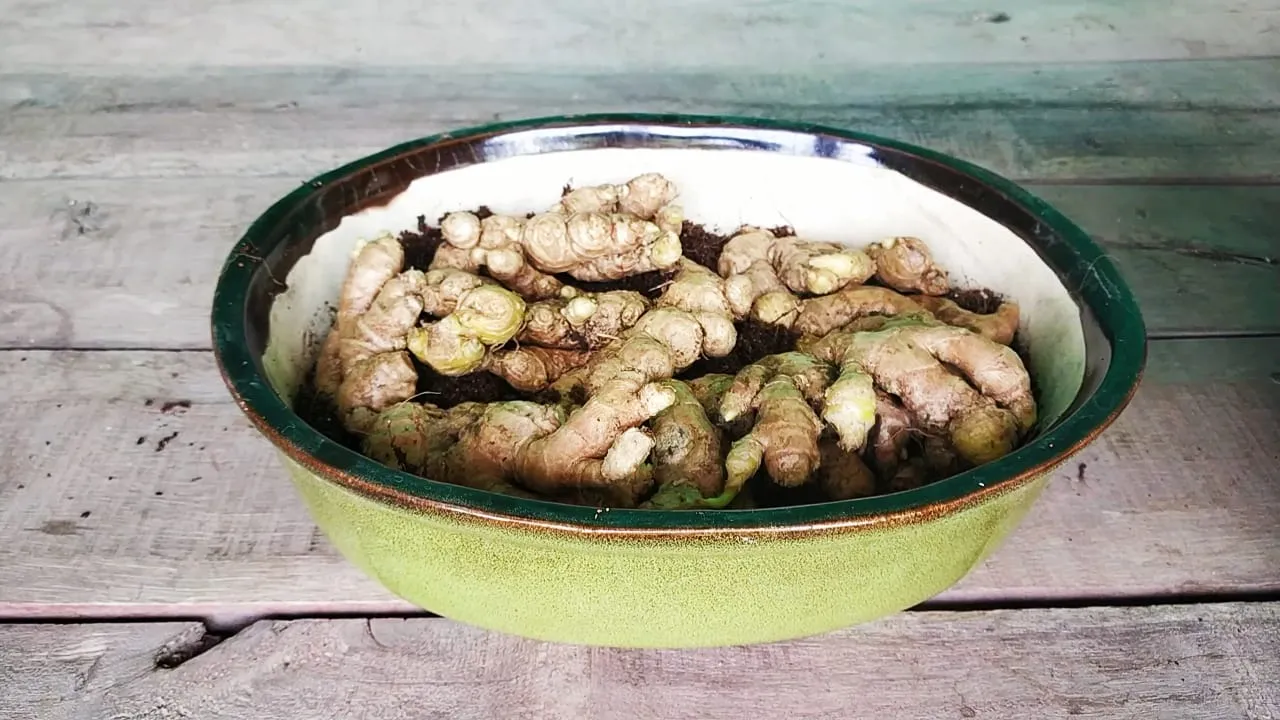 Summer Vegetables