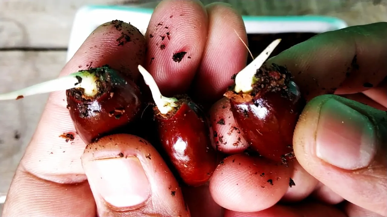 How to Grow Litchi