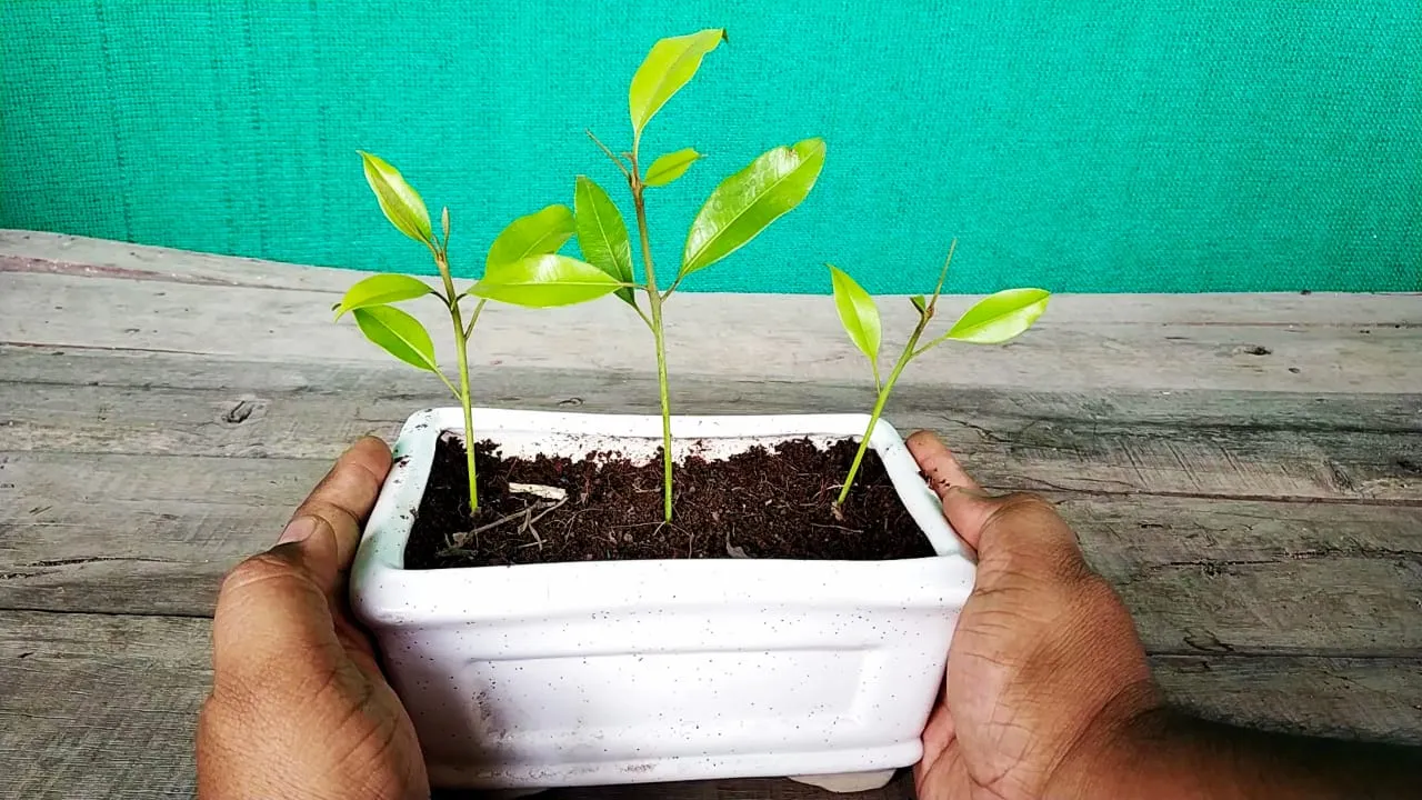 How to Grow Litchi