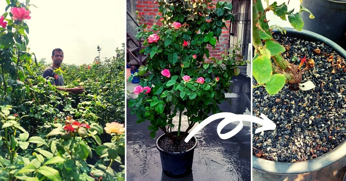 garden roses