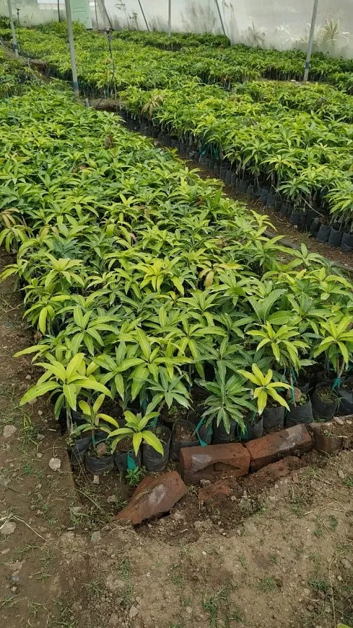 Mango Plant 