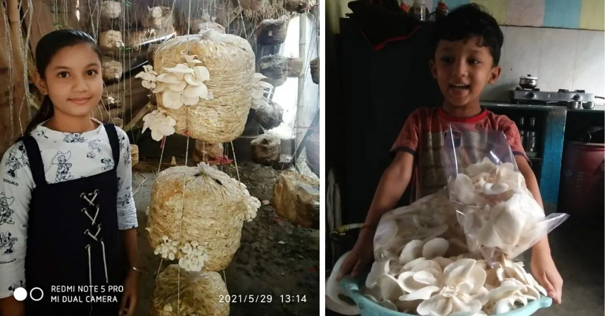 Mushroom Farming in Lockdown
