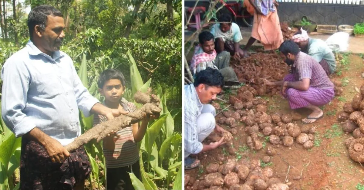 Tuber Man of Kerala