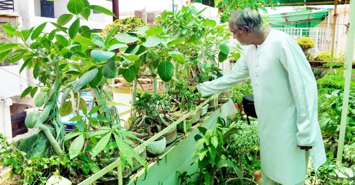 A bonsai garden on terrace