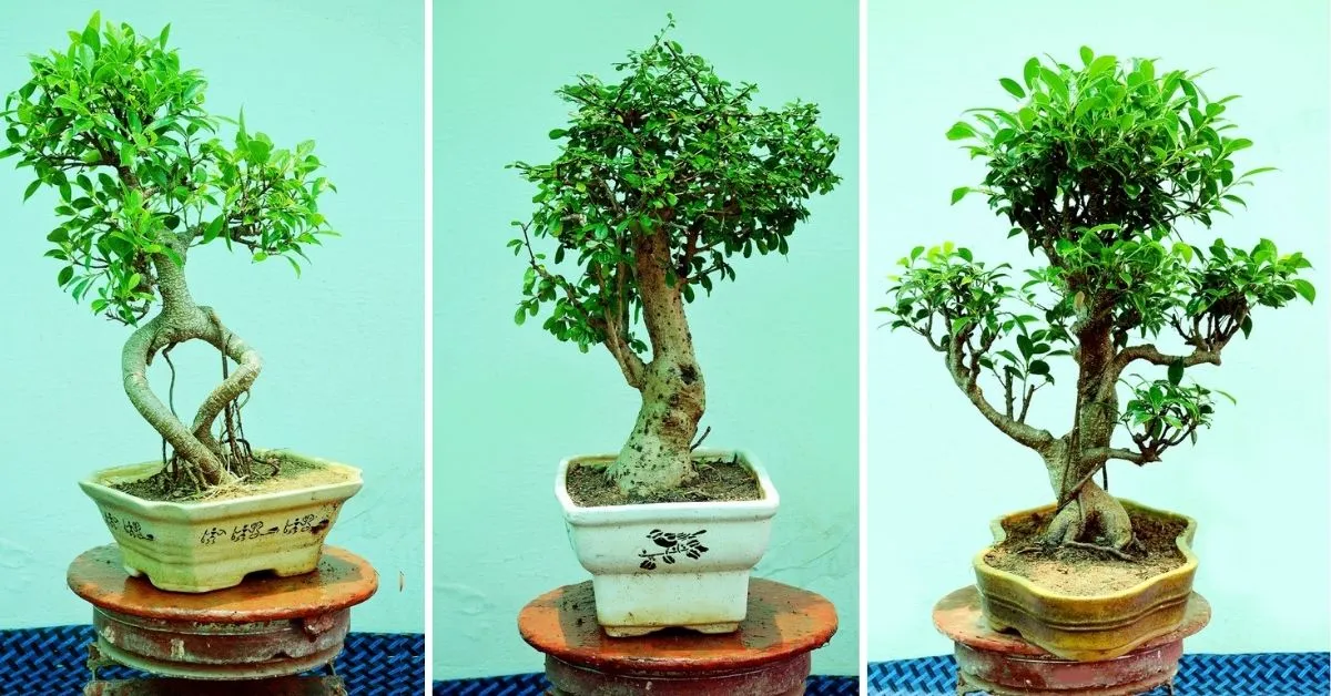 Bonsai Tree