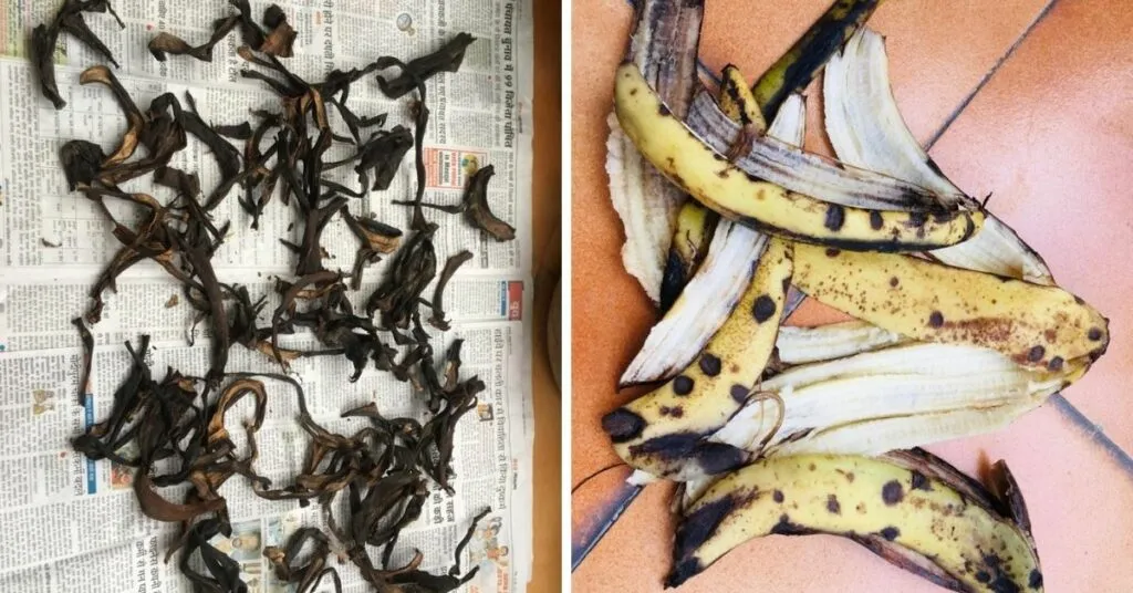 Banana Peel Compost