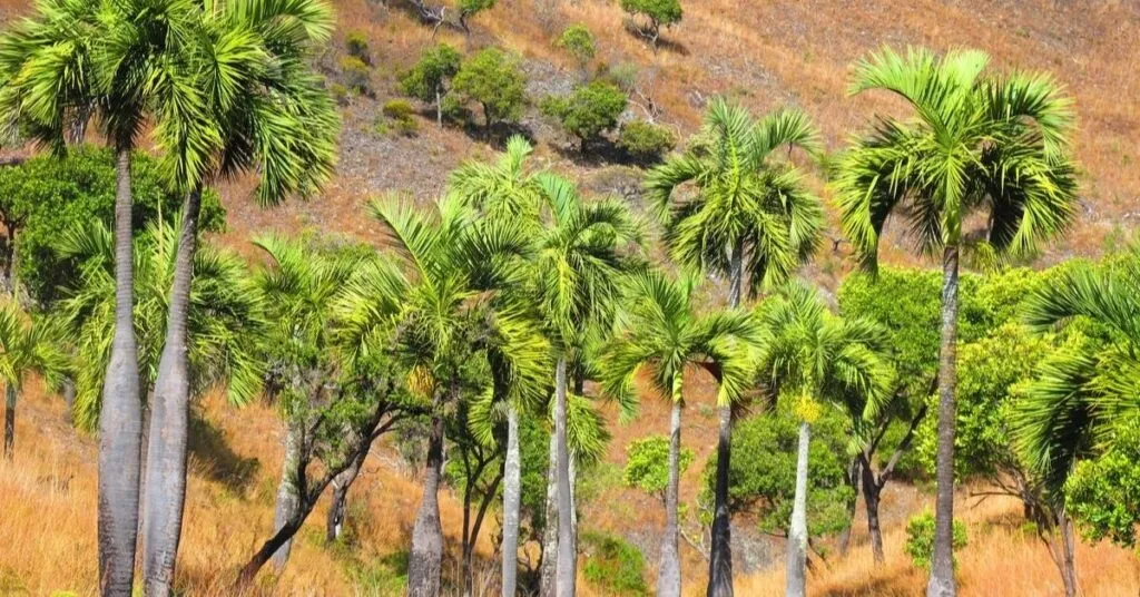 Palm tree