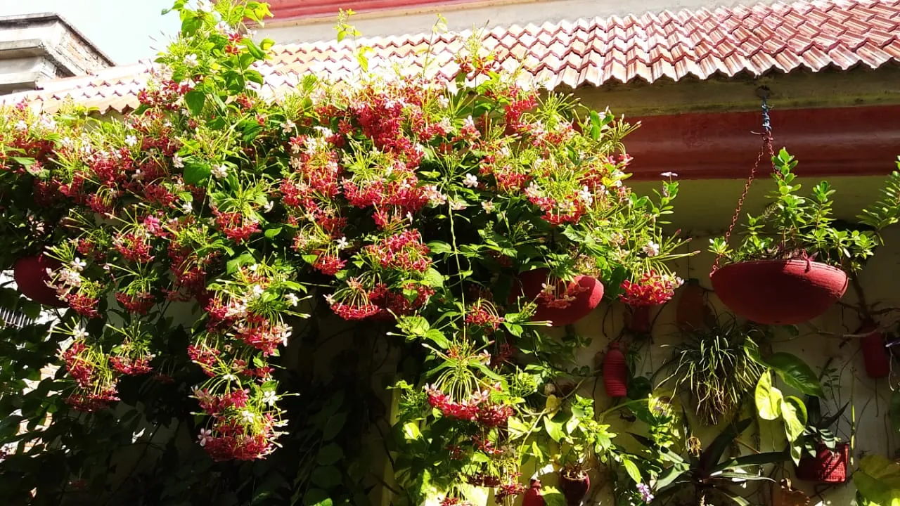 boganvelia