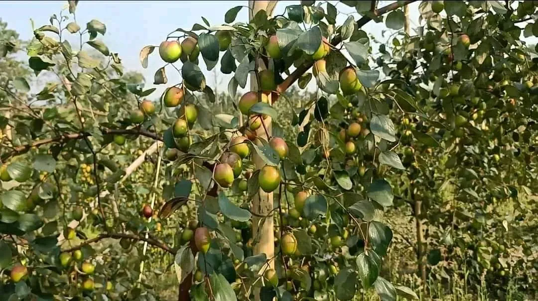 Kashmiri Apple Ber