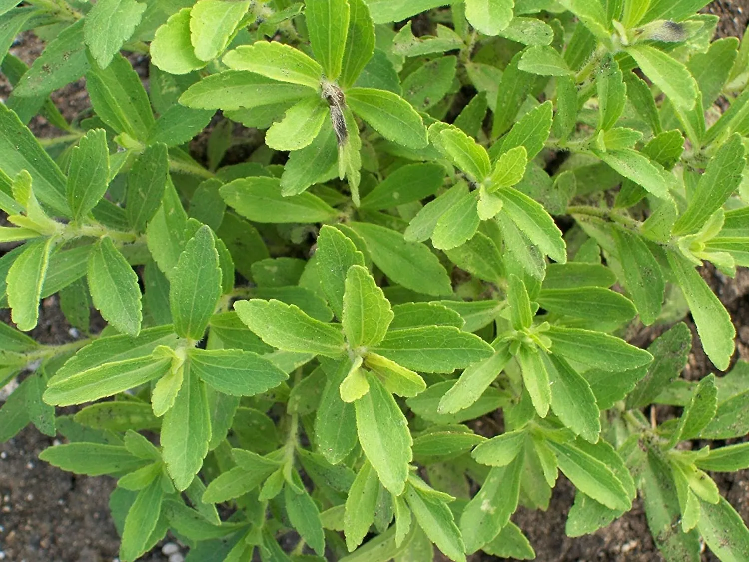 Stevia Plant Saplings