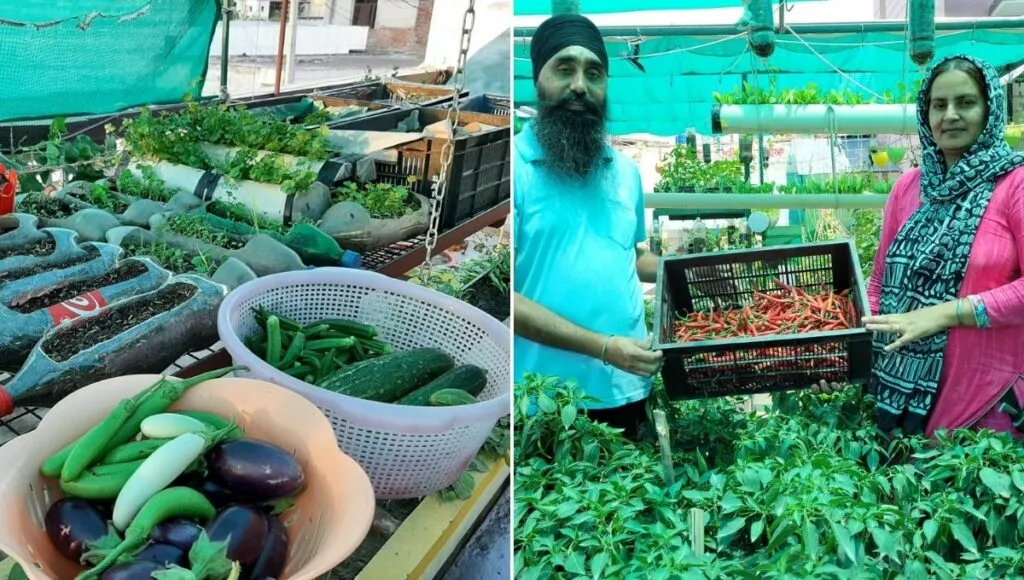 Punjab's Avatar Singh And Manindarjeet on their terrace farm