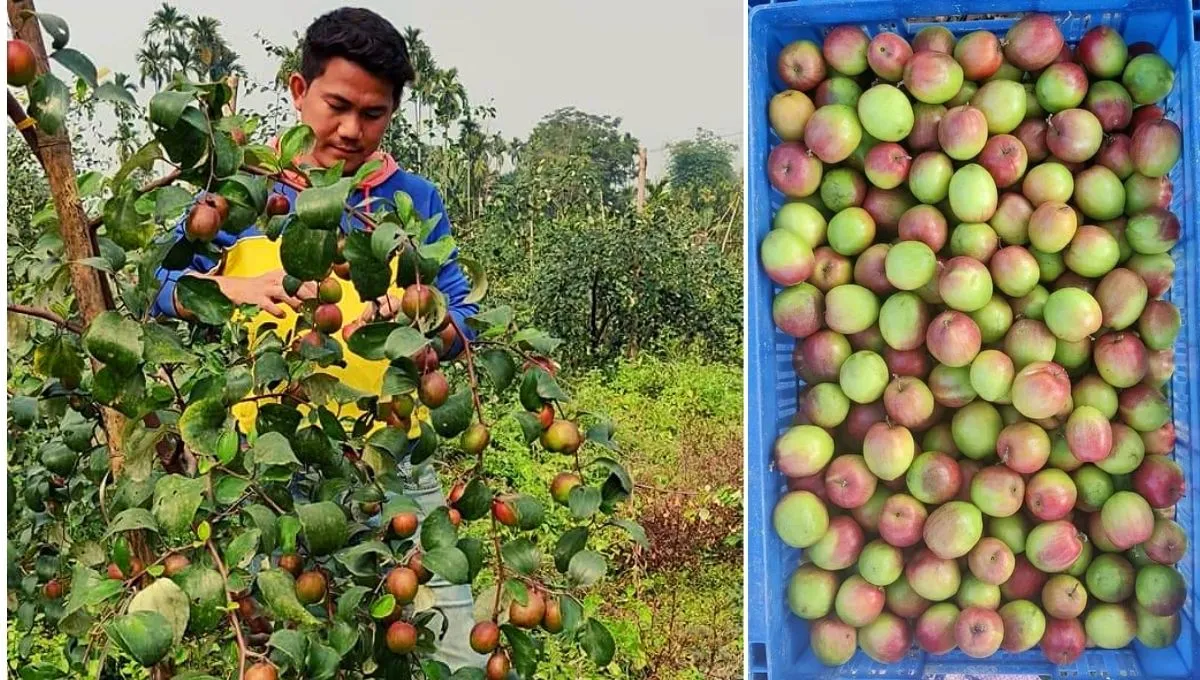 Bikramjeet Chakma is growing Kashmiri Apple Ber in Tripura