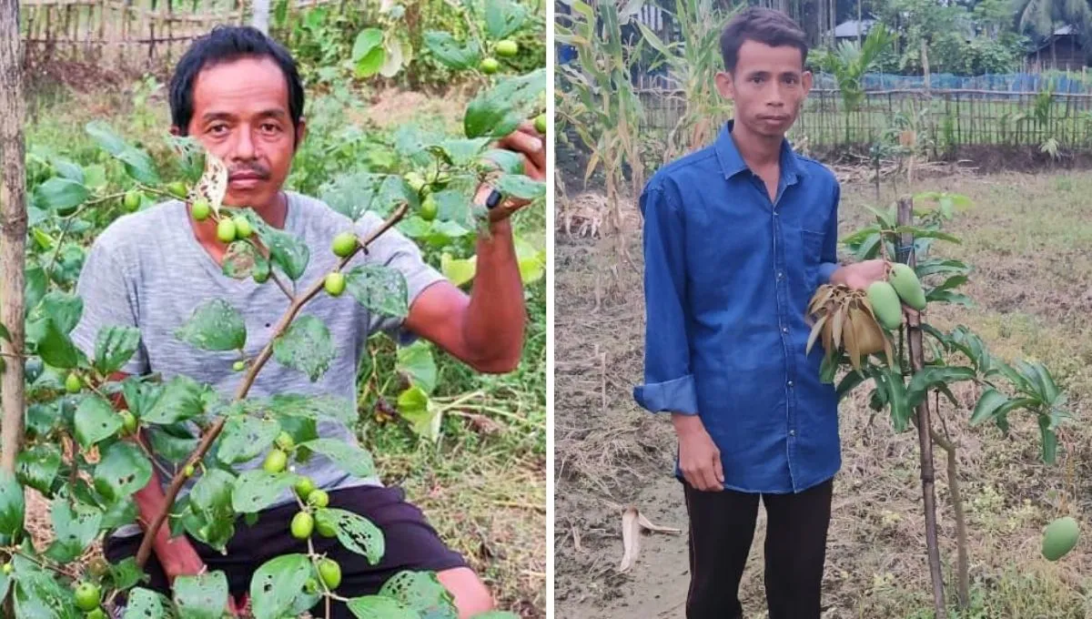 Tripura Farmer Growing Kashmiri Apple Ber