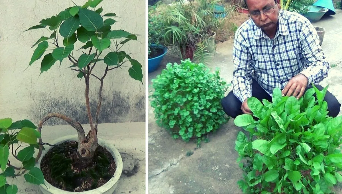 bonsai of peepal