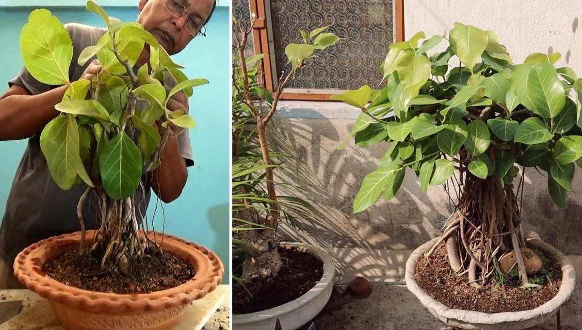 Bonsai 