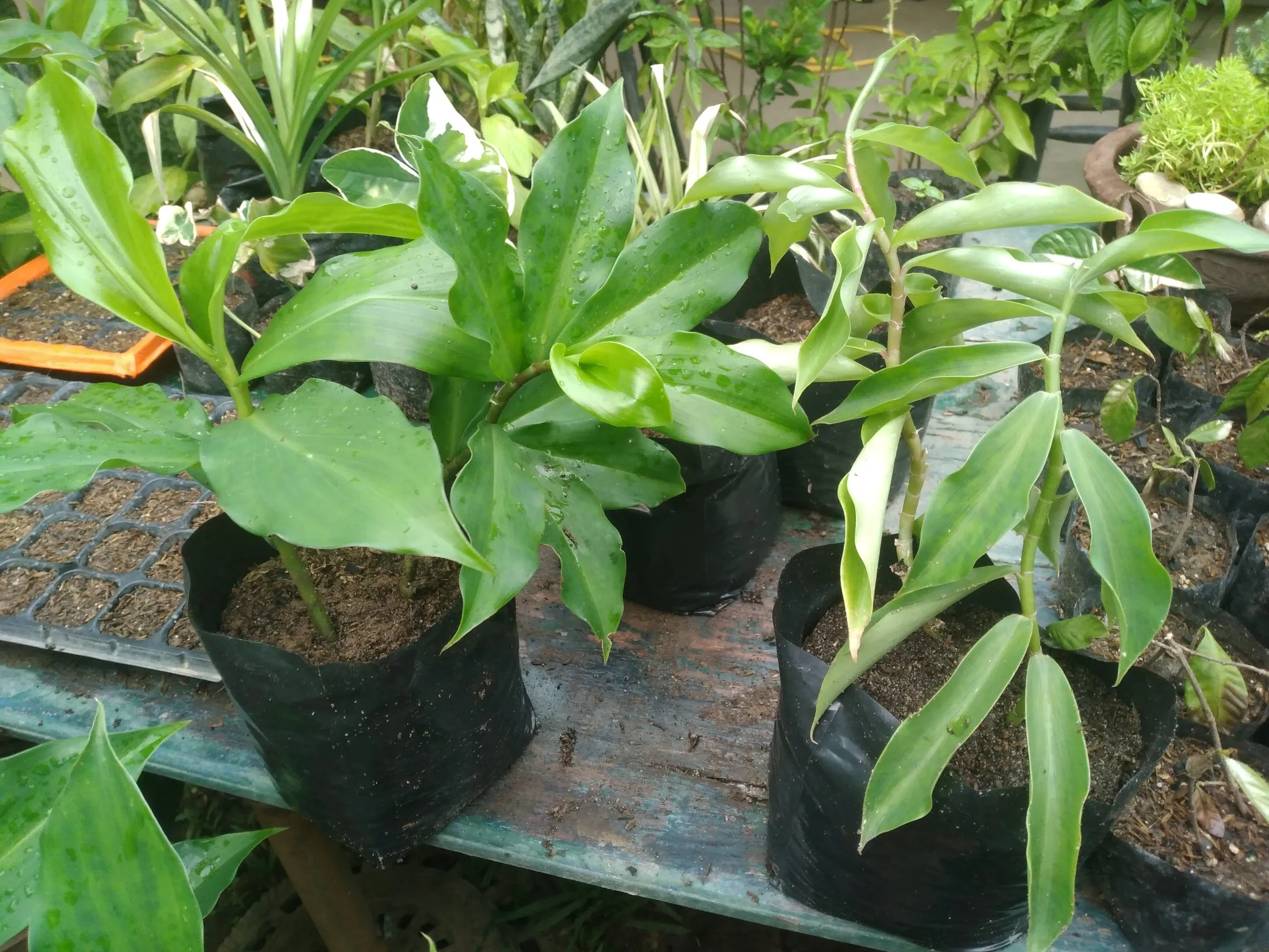 Growing Insulin Plant in Grow Bags