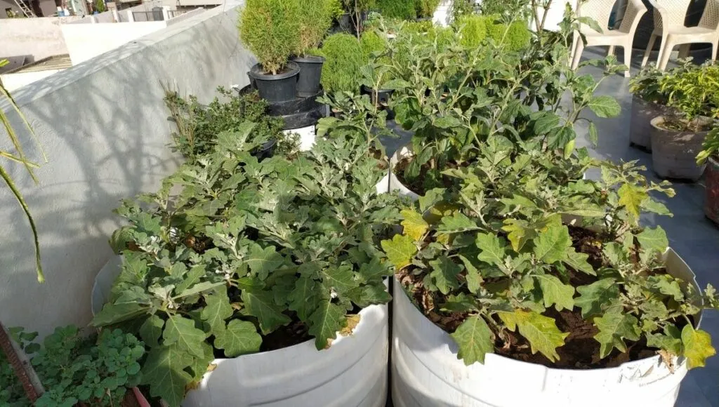 Growing Vegetables in Drums
