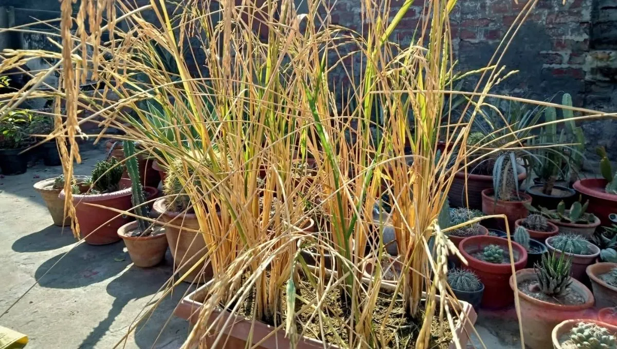 Grow Rice at home