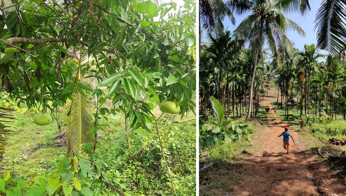 Growing Own Food on Farm